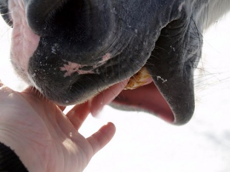 В Зеленогорском зоопарке лошадь откусила 3-летней девочке палец