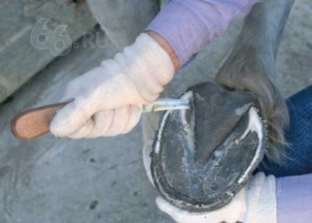 Чистка копыта лошади