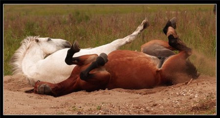 Фото двух лошадей серой и гнедой масти