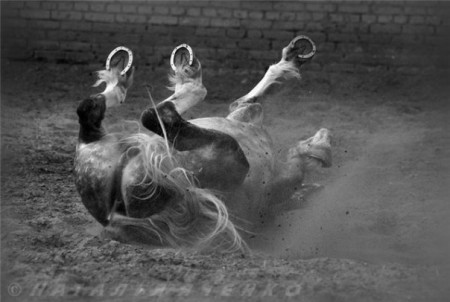 Фото лошади серой масти