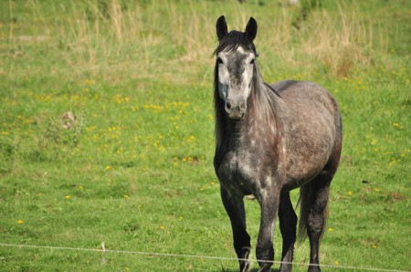 Фото лошади серой масти