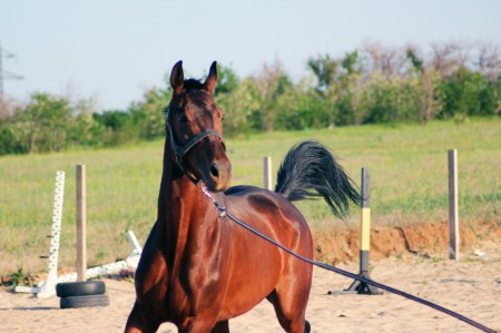 Фото лошади гнедой масти