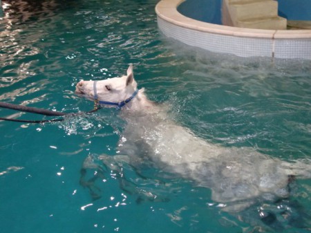 Фото лошади серой масти