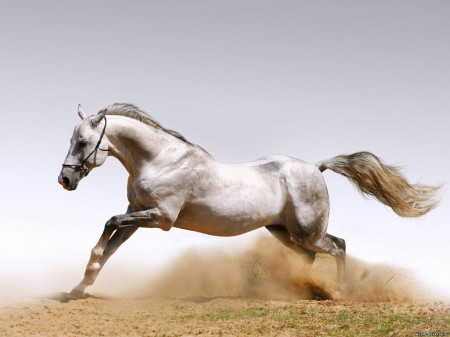 «День лошади» отметят в Улан-Удэ