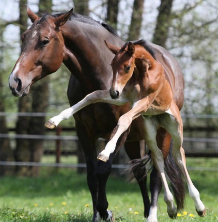 Фото кобыла с жеребенком гнедой масти
