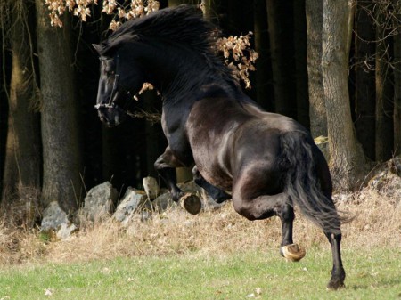 Фото лошади вороной масти