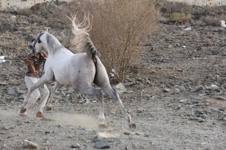 Фото лошади серой масти