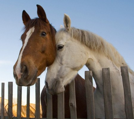 Фото двух лошадей