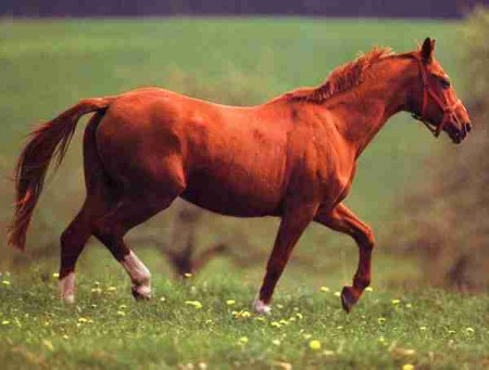 Фото лошади рыжей масти