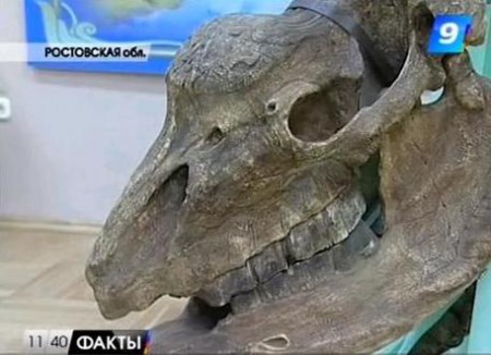 В Азовском музее ученые представят собранный скелет единорога