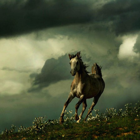 В пятницу в Приамурье впервые пройдет День почитания лошади