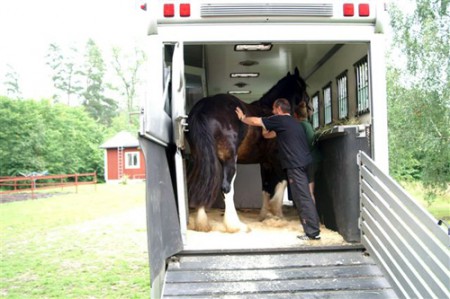 Погрузка лошади в коневоз