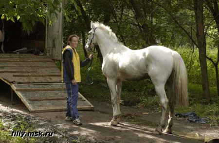 Погрузка лошади в коневоз