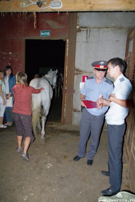 Лошади, принадлежащие конному клубу "Пегас", будут проданы с аукциона