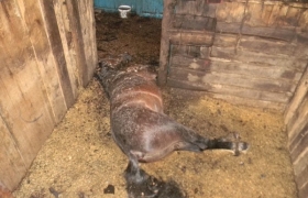 Ужас. В Кургане в результате поджога частного дома заживо сгорели 13 лошадей и три жеребенка