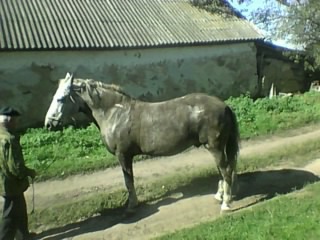 В Курской области лошадь провалилась в двухметровую яму