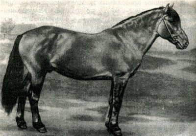 Тавдинская порода лошадей: фото, описание