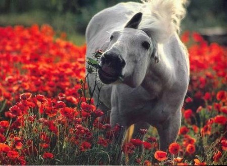 Маленькую петербурженку искалечила лошадь, принадлежащая ее бабушке