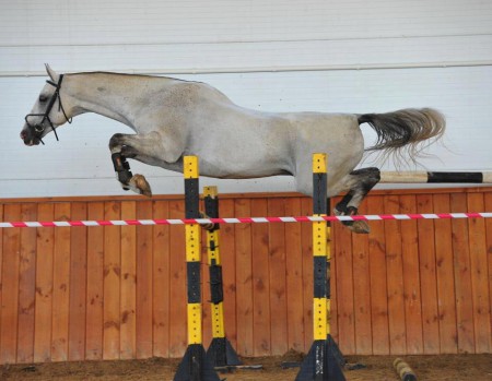 Фото лошади серой масти