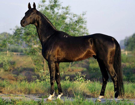 Фото лошади вороной масти