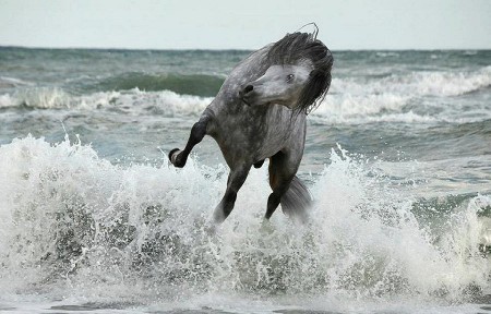 Фото лошади серой масти
