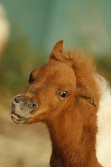 Фото пони рыже-пегой масти