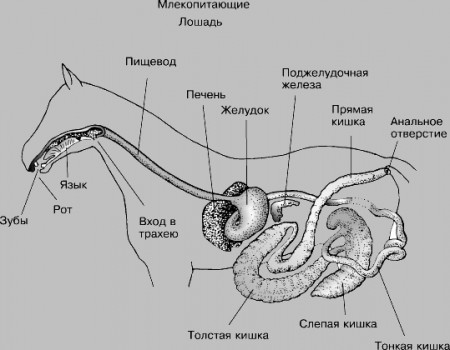 Пищеварительная система лошади