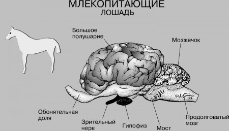 Мозг млекопитающих рисунок с подписями