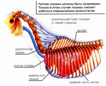 Схема дыхательной системы лошади