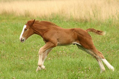 Фото жеребенка рыжей масти
