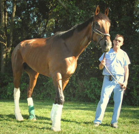 Фото лошади по кличке Барбаро