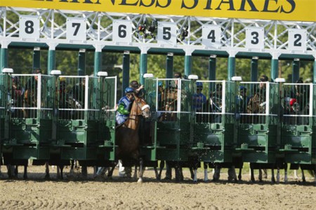 Фото лошади по кличке Барбаро