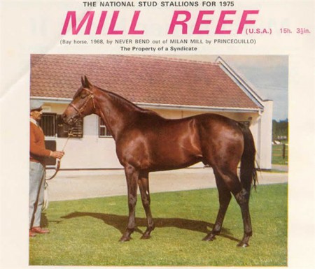 Фото лошади по кличке Милл Риф (Mill Reef)