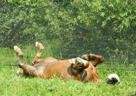 Фото лошади рыжей масти