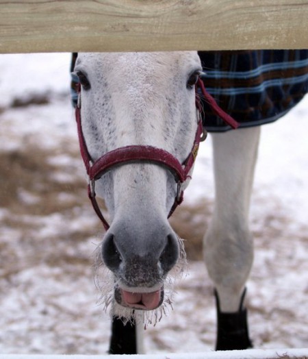 Фото лошади светло-серой масти