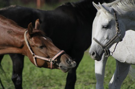 Фото двух лошадей