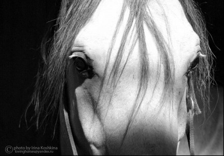 Глаза лошади