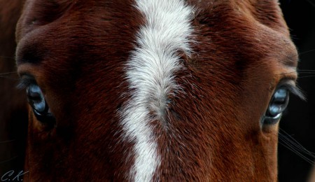 Как предупредить болезни глаз у лошадей?