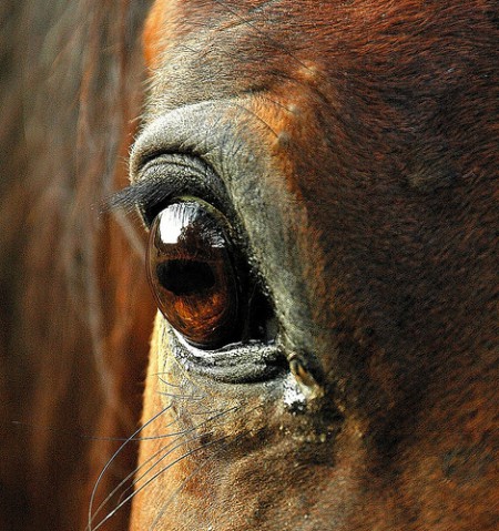 Глаз лошади