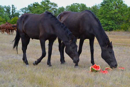 Фото двух вороных лошадей