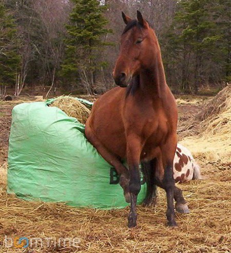 Фото лошади гнедой масти