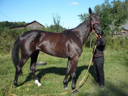 Фото лошади вороной масти