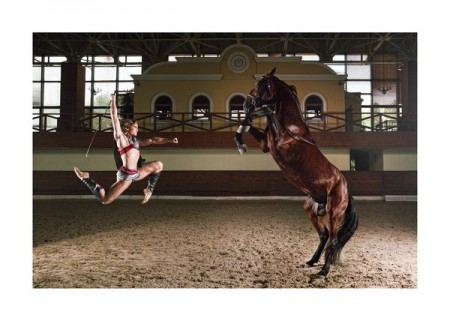 Фото лошади гнедой масти