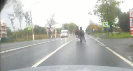 По трассе под Петербургом бежали испуганные лошади (видео)