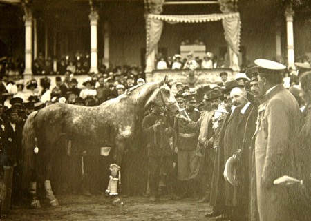 Фото жеребца по кличке Крепыш