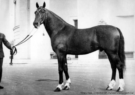 Фото жеребца по кличке Квадрат