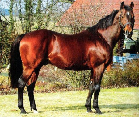 Лошадь по кличке Сиеттл Дансер