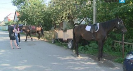 38 калининградских улиц планируют закрыть для гужевых повозок и лошадей