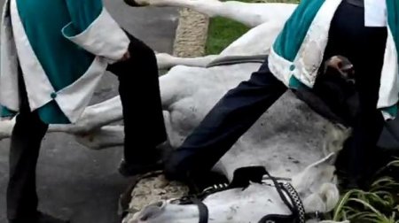 Обморочная лошадь на открытии памятника не испортила праздник. Животное откачали