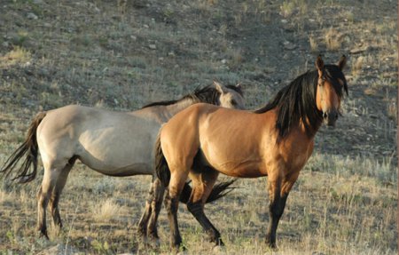 Лошади породы Кигер-мустанг (Kiger Mustang): фото, описание, история происхождения